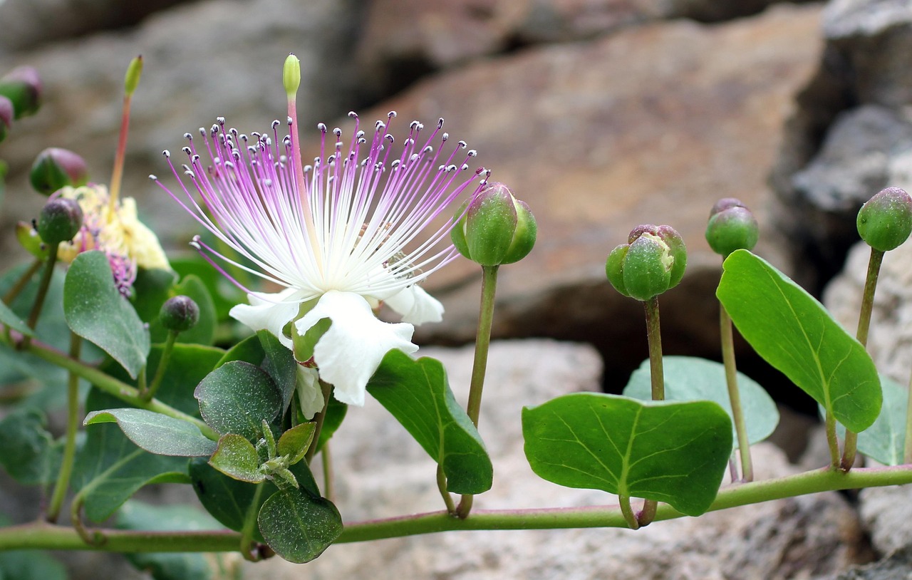 Imagen de una planta de alcaparras en un jardín, mostrando su crecimiento saludable y flores.