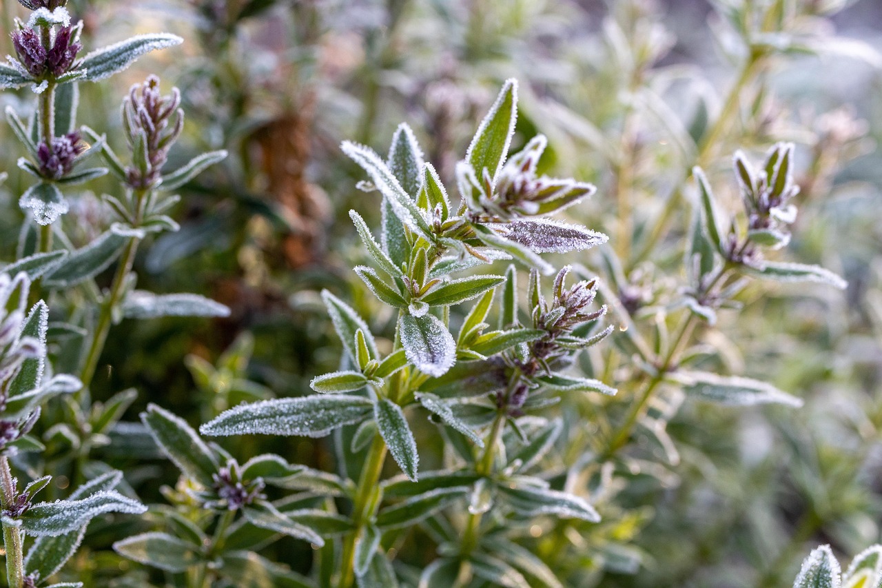 Plantas mediterráneas resistentes a heladas en un jardín invernal.