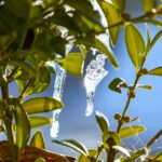 Riego de plantas en invierno, mostrando la mejor hora para evitar daños.