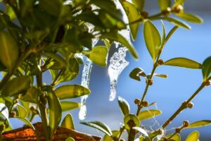 Planta protegida del viento frío con una cubierta de tela en un jardín.