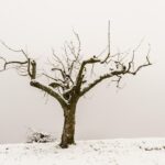 Jardinero podando un árbol frutal en invierno, con herramientas y abbigliamento da lavoro.